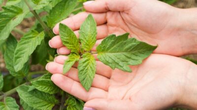 Yuk…Kenali Jenis Obat Herbal