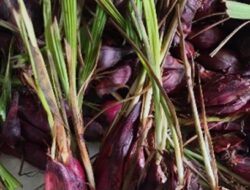 Kanker Dan Bawang Dayak Sebagai Solusi Alternatif 2 Kanker Dan Bawang Dayak Sebagai Solusi Alternatif