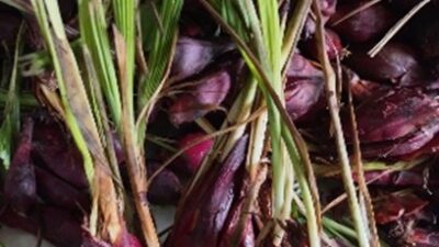 Kanker Dan Bawang Dayak Sebagai Solusi Alternatif