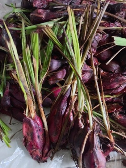 Bawang Dayak