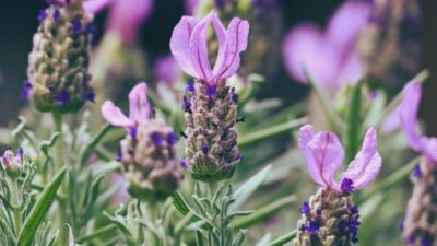 Mengenal Taman Obat Keluarga